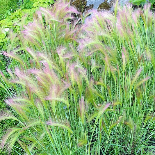 Squirrels Tail, Hordeum Jubatum, Ornamental Grass, Plug Plant
