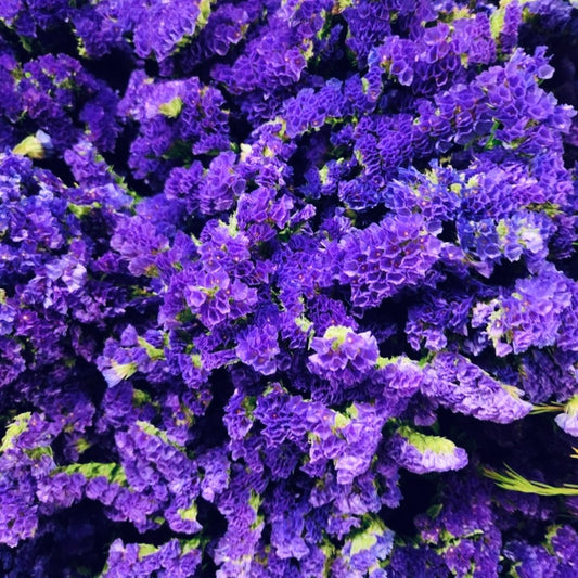 Statice Blue, Plug Plants, Bee and Wildlife Friendly, Cottage Garden