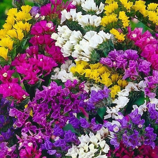Statice Pacific Mix, Plug Plants, Bee and Wildlife Friendly, Cottage Garden