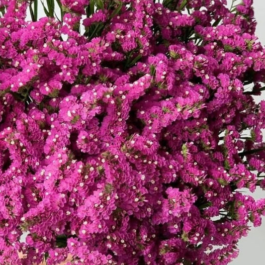 Statice Pink, Plug Plants, Bee and Wildlife Friendly, Cottage Garden,
