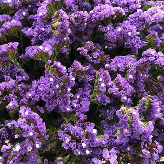 Statice Purple, Plug Plants, Bee and Wildlife Friendly, Cottage Garden