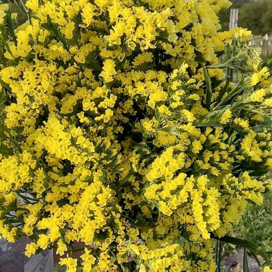 Statice Yellow, Plug Plants, Bee and Wildlife Friendly, Cottage Garden