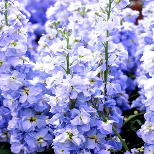Stock Excelsior Blue, Matthiola, Plug Plants, Bee and Wildlife Friendly, Cottage Garden Cut Flowers