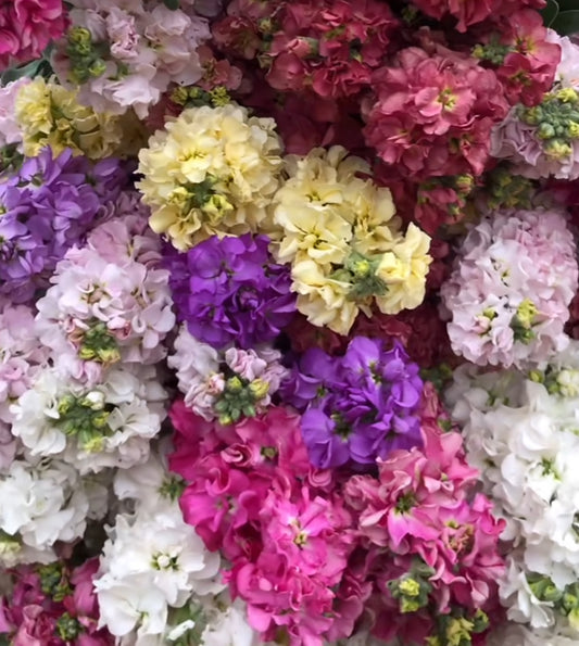 Stock Mix, Matthiola Incana Annua, Plug Plants, White, Bee and Wildlife Friendly, Cottage Garden Cut Flowers