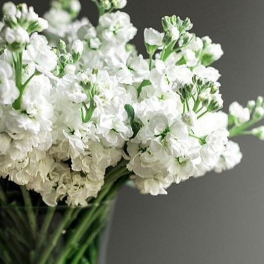 Stock Excelsior White, Matthiola Incana Annua, Plug Plants, White, Bee and Wildlife Friendly, Cottage Garden Cut Flowers