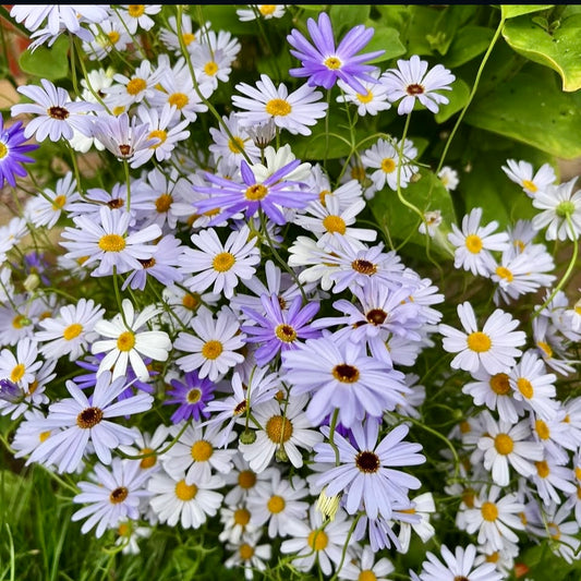 Swan River Daisy, Brachyscome, Plug Plants, Wildlife Friendly, Cottage Garden