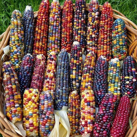 Sweetcorn Multicoloured, Plug Plants, Bee and Wildlife Friendly, Cottage Garden, Cut Dried Flowers