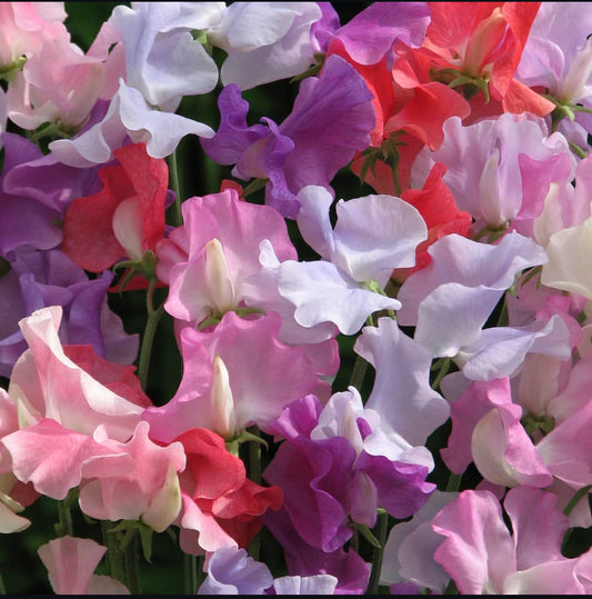 Sweetpea Dwarf Mix, Plug Plants, Bee and Wildlife Friendly, Cottage Garden