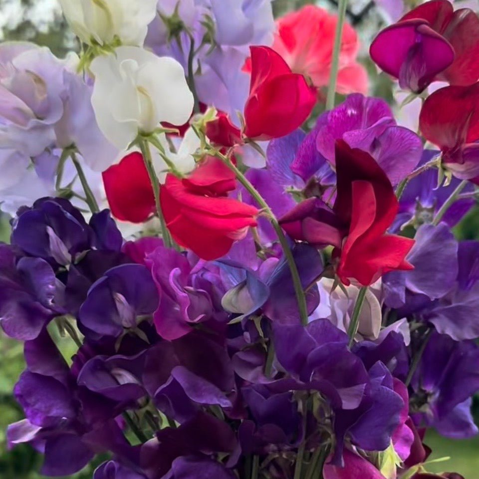 Sweetpea Royal, Plug Plants, Wildlife Friendly, Cottage Garden, Cut Flowers
