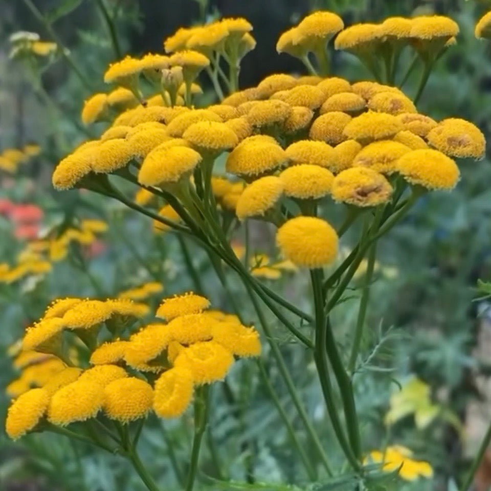 Tansy, Plug Plants, Yellow Perennial, Wildlife Friendly, Cottage Garden