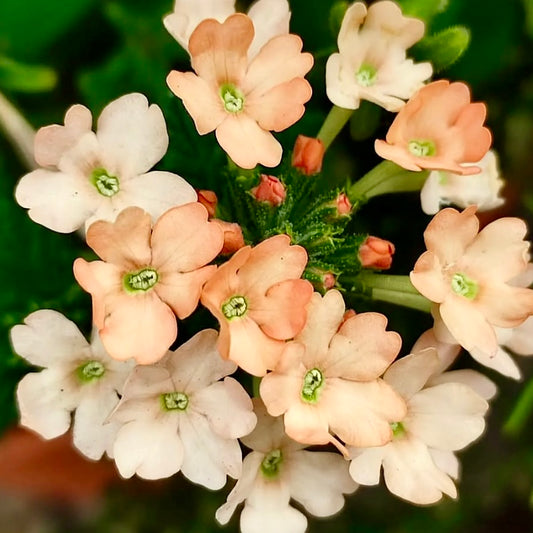 Verbena Apricot, Plug Plants, Bee and Wildlife Friendly, Cottage Garden, Cut Flowers