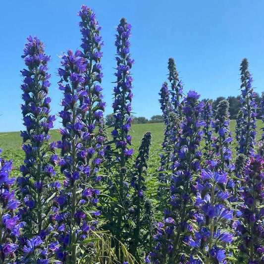 Vipers Bugloss, Echium vulgare, Plug Plants, Purple, Bee and Wildlife Friendly, Cottage Garden Cut Flowers