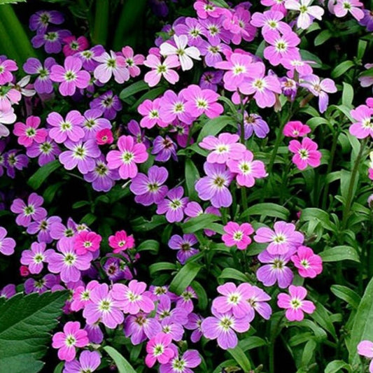 Virginia Stock, Cheiranthus Maritimus, Plug Plants, Purple, Bee and Wildlife Friendly, Cottage Garden