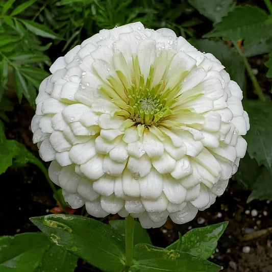 Zinnia Elegans Polar Bear, White, Plug Plants, Bee and Wildlife Friendly, Cottage Garden, Cut Flowers