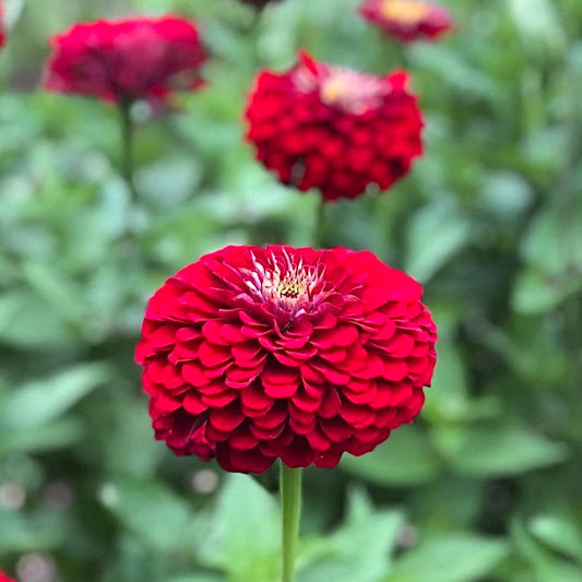 Zinnia Elegans Scarlet Flame, Red, Plug Plants, Bee and Wildlife Friendly, Cottage Garden, Cut Flowers