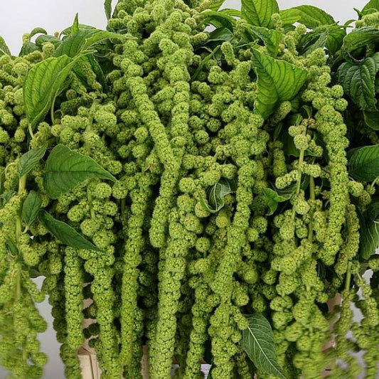 Amaranthus Green, Plug Plants, Wildlife Friendly, Cottage Garden, Cut Flowers