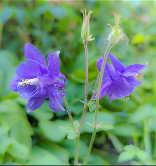 Aquilegia Caerulea, Columbine Blue, Grannys Bonnet, Plug Plants, Bee and Wildlife Friendly, Cottage Garden Cut Flowers
