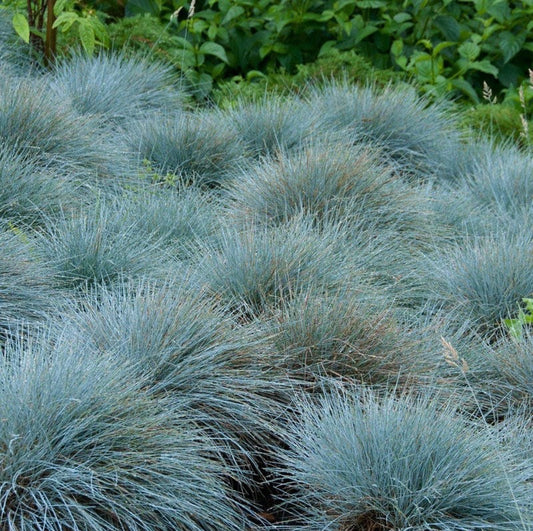 Blue Fescue Festuca Glauca Ornamental Grass Plug Plant In Peat Free Compost