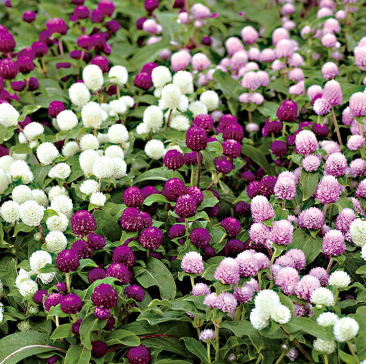 Gomphrena Mix, Plug Plants, Wildlife Friendly, Cottage Garden, Cut Flowers