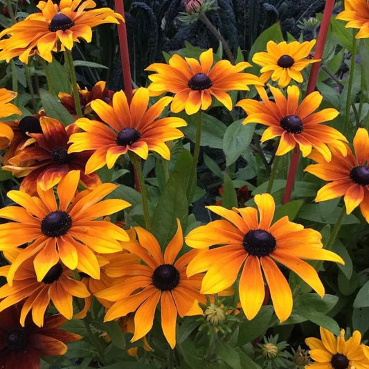 Rudbeckia Rustic Dwarf, Coneflower, Yellow, Plug Plants, Wildlife Friendly, Cottage Garden, Cut Flowers