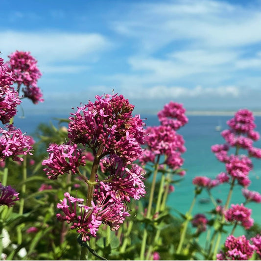 Valerian, Red, Plug Plants, Wildlife Friendly, Cottage Garden, Cut Flowers