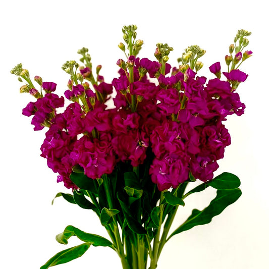 Stock Scarlet Red, Matthiola Incana, Plug Plants, Bee and Wildlife Friendly, Cottage Garden Cut Flowers