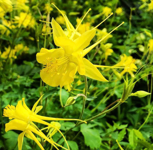 Aquilegia Chrysantha, Golden Columbine, Yellow, Plug Plants, Bee and Wildlife Friendly, Cottage Garden Cut Flowers