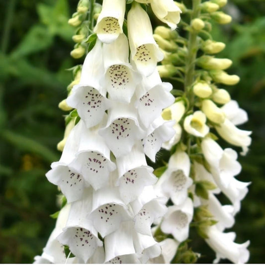 Foxglove ‘Alba’ White, Digitalis Purpurea, Plug Plants, Wildlife Friendly, Cottage Garden