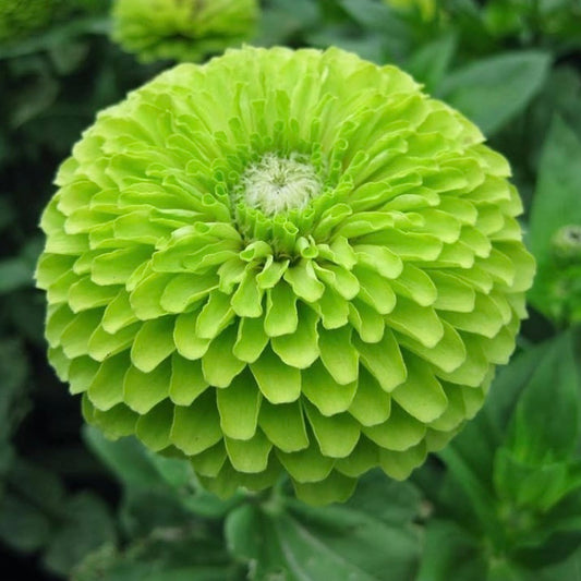 Zinnia Elegans Envy Lime, Plug Plants, Bee and Wildlife Friendly, Cottage Garden, Cut Flowers