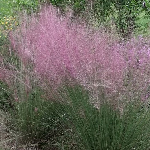 Eragrostis Spectabilis Ornamental Grass Plug Plant in Eco Pot Purple Love Grass