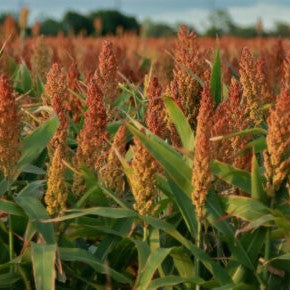 Black Millet, Sorghum Nigrum Plug Plants