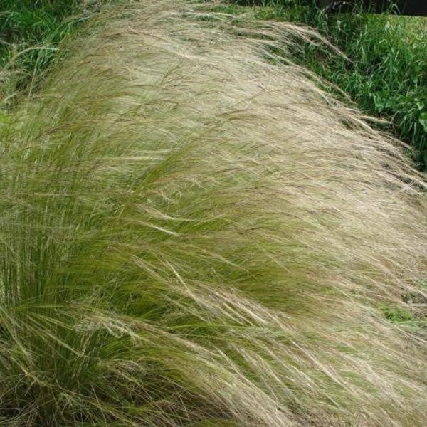 Lessing Feather Grass Stipa Lessingiana Ornamental Grass Plug Plant