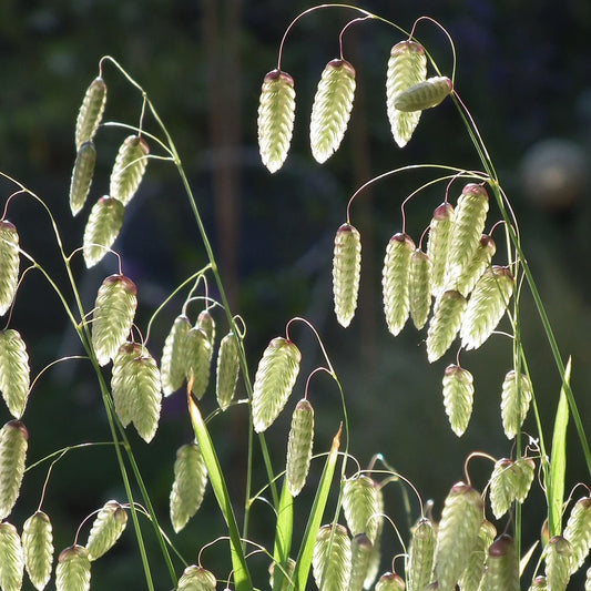 Briza Maxima Greater Quaking Ornamental Grass Plug Plant