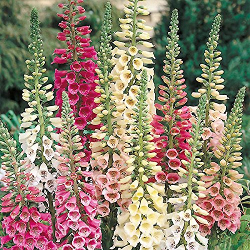 Foxglove Excelsior Mix Digitalis Purpurea Common Foxglove Plug Plant Peat Free Compost