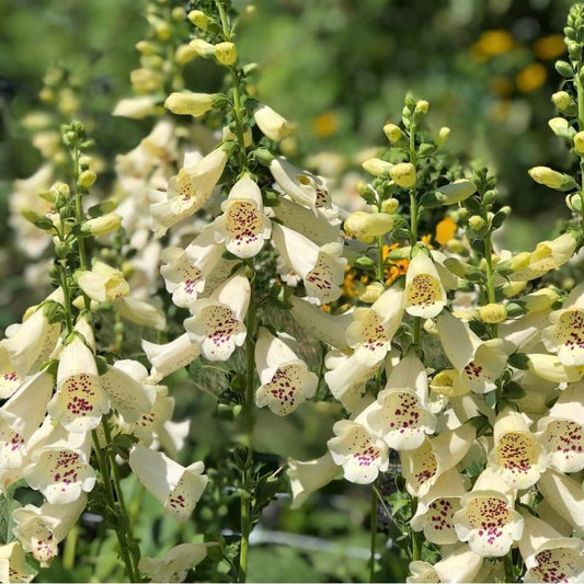 Digitalis Purpurea, Foxglove, Camelot Cream, Plug Plants, Bee and Wildlife Friendly, Cottage Garden Cut Flowers